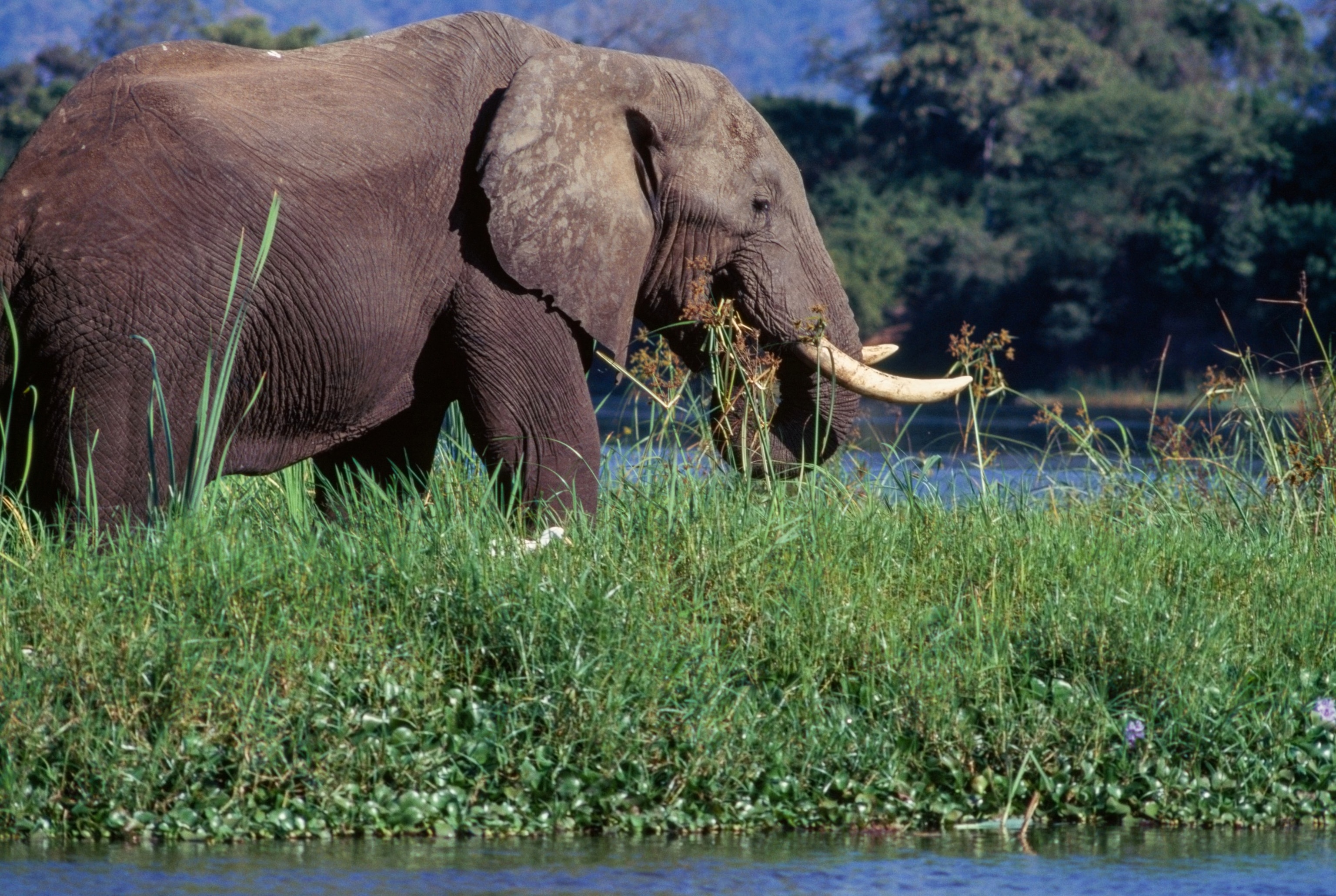 Foto: Elefante en la orilla del río Zambezi, Parque Nacional del Bajo Zambezi, Zambia.