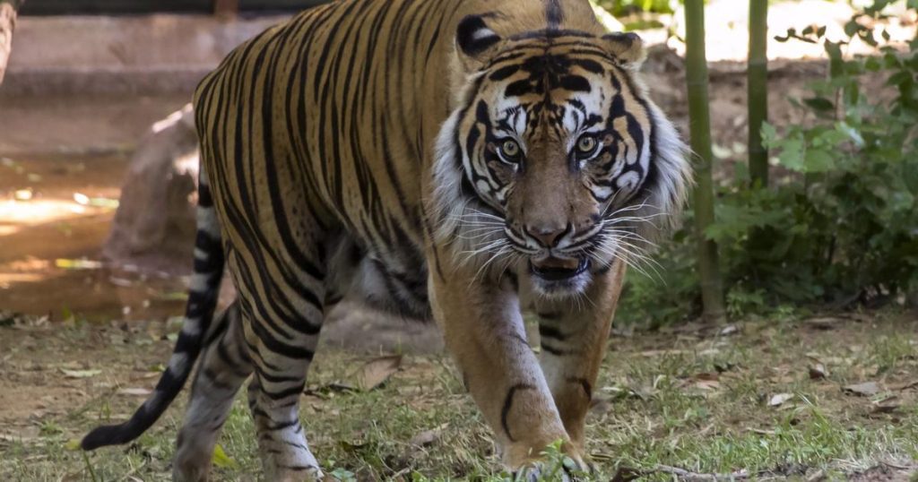 Se está realizando una búsqueda de un tigre de Sumatra después de que los trabajadores gritaran y condujeran al cuerpo del hombre y a las huellas del tigre.