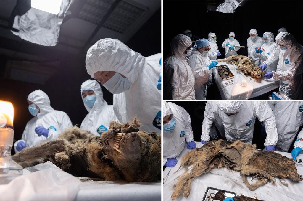 Descubrimiento de un lobo momificado de 44.000 años de antigüedad bien conservado