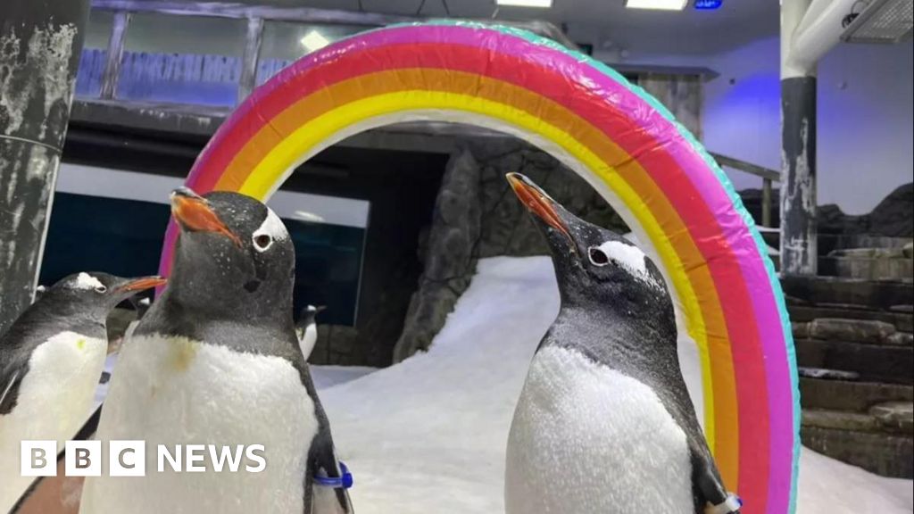 El pingüino Sven, la mitad de la ‘pareja poderosa’ gay, muere a los 11 años