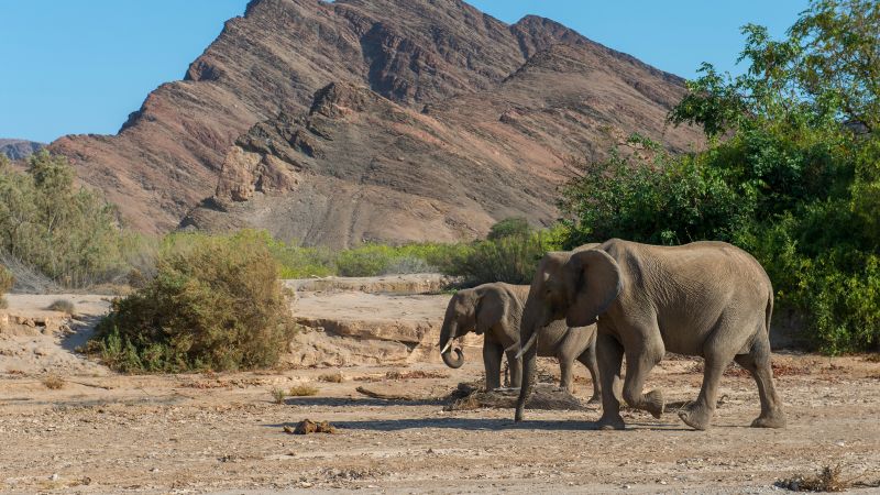 Namibia matará elefantes, cebras e hipopótamos y dará su carne a los afectados por la sequía